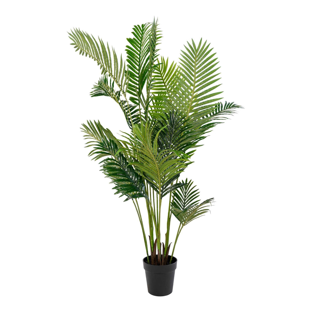 Palmier Areca 64x175x64 cm