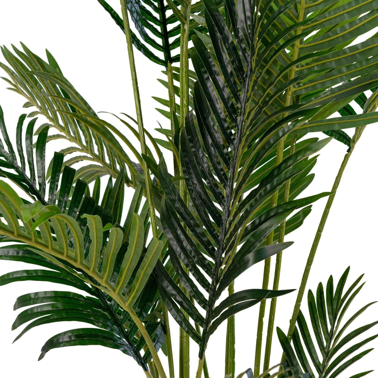 Palmier Areca 64x175x64 cm