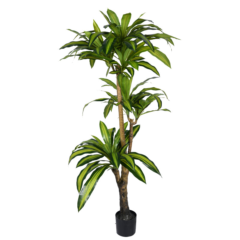Planta decorativa Dracaena Ighiveci, verde, H170cm