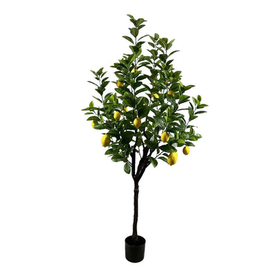 Planta decorativa Lamâi în ghiveci, Înaltime 180cm