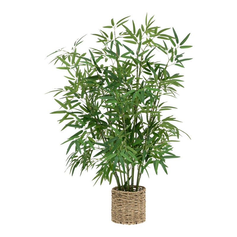 Planta ghiveci Belica D45x100 cm