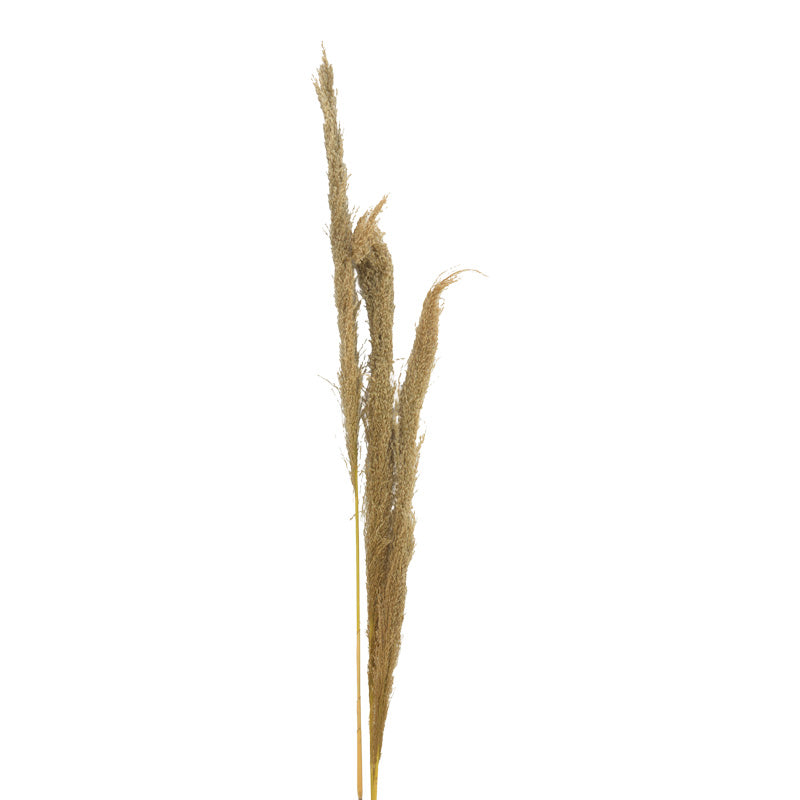 Set 3 Piese Frunze Deco Pampas, H140cm, Decor Interior Relaxant, Naturala, 14x5x140 cm, imagine suplimentara