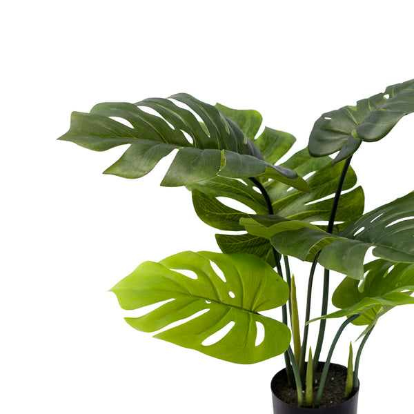 Planta decorativa Monsteraghiveci verde  PP H70 cm