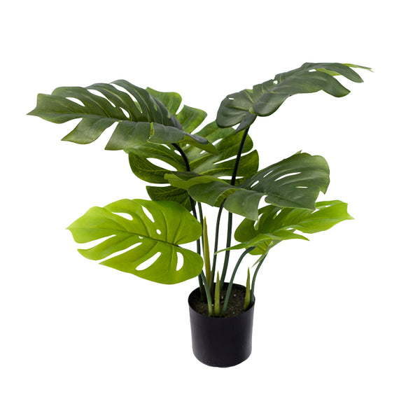 Planta decorativa Monsteraghiveci verde  PP H70 cm