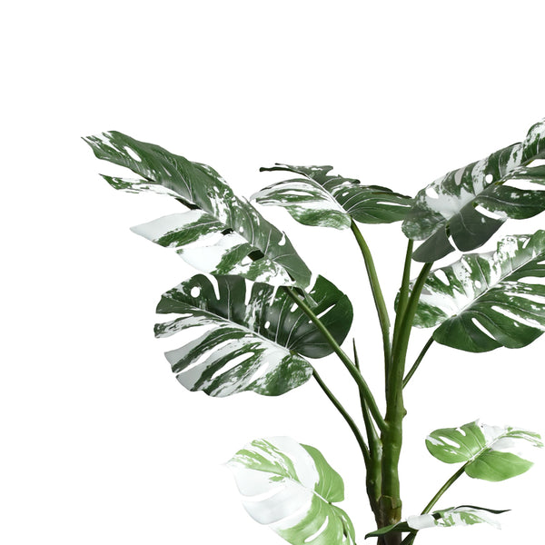 Planta decorativaghiveci Monstera II  verde pp H132cm