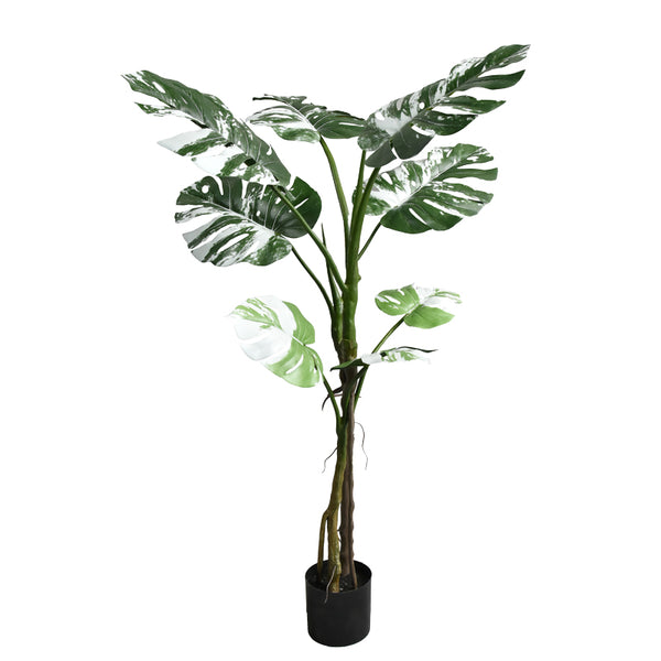 Planta decorativaghiveci Monstera II  verde pp H132cm