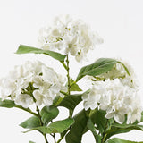 Plantă decorativă cu ghiveci Hydrangea, Alb, 35x50 cm