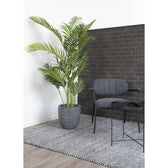 Palmier Areca 64x175x64 cm