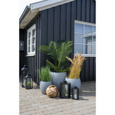 Palmier Areca 64x175x64 cm