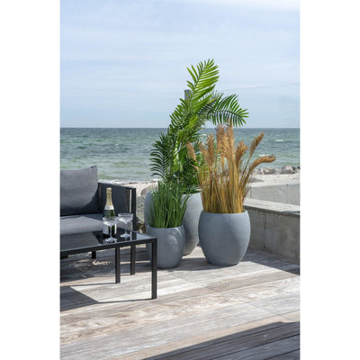Palmier Areca 64x175x64 cm