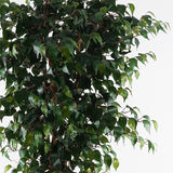 Planta decorativă cu ghiveci Banyan, Sintetic, Verde, 95x180 cm