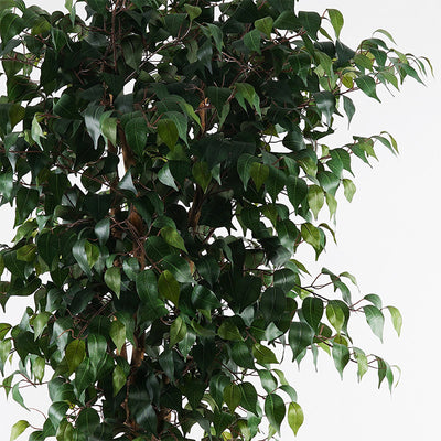 Planta decorativă cu ghiveci Banyan, Verde, Sintetic, 95x180 cm, imagine suplimentara