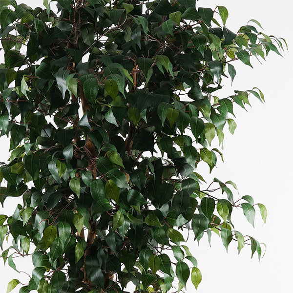 Planta decorativă cu ghiveci Banyan, Sintetic, Verde, 95x180 cm