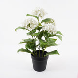 Plantă decorativă cu ghiveci Hydrangea, Alb, 35x50 cm