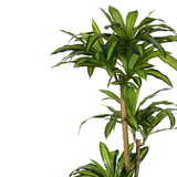Planta decorativa Dracaena Ighiveci, verde, H170cm