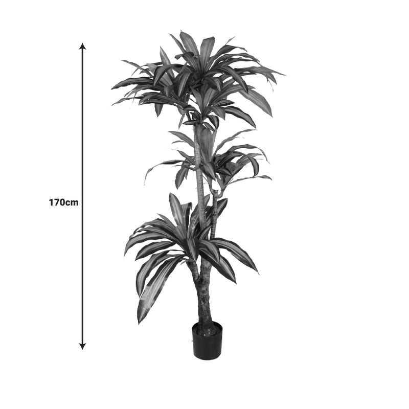 Planta decorativa Dracaena Ighiveci, verde, H170cm