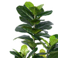 Planta decorativa Fiddleheadghiveci, verde, H120cm, imagine suplimentara