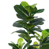 Planta decorativa Fiddleheadghiveci, verde, H120cm