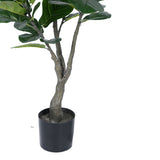 Planta decorativa Fiddleheadghiveci, verde, H120cm