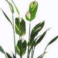 Plantă decorativă în ghiveci Lucky I, verde, sintetic, 80x210 cm, imagine suplimentara
