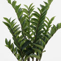 Plantă decorativă în ghiveci Zamia, Verde, sintetic, 52x88 cm, imagine suplimentara