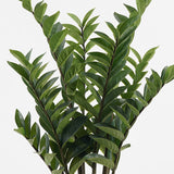 Plantă decorativă în ghiveci Zamia, sintetic, Verde, 52x88 cm