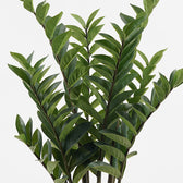 Plantă decorativă în ghiveci Zamia, Verde, sintetic, 52x88 cm, imagine suplimentara