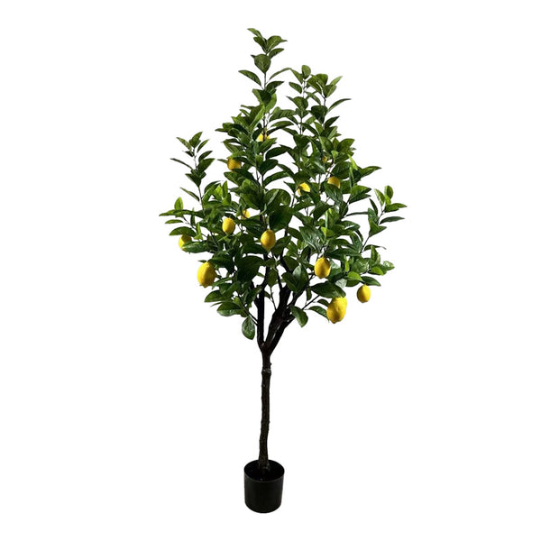Planta decorativa Lamâi în ghiveci, Înaltime 180cm
