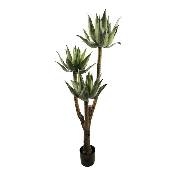 Planta decorativa Lotus cu ghiveci, Înaltime 150cm
