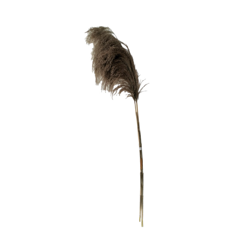 Planta decorativa Pampas Boho, Natural, 85x145 cm