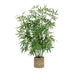 Planta ghiveci Belica D45x100 cm