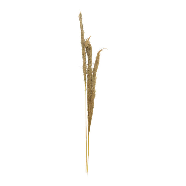 Set 3 Piese Frunze Deco Pampas, H140cm, Decor Interior Relaxant, Naturala, 14x5x140 cm