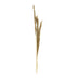Accesoriu Decorativ Set 3 Piese Frunze Deco Pampas, H140cm, Decor Interior Relaxant, Naturala