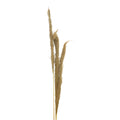 Set 3 Piese Frunze Deco Pampas, H140cm, Decor Interior Relaxant, Naturala, 14x5x140 cm, imagine suplimentara