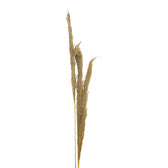 Set 3 Piese Frunze Deco Pampas, H140cm, Decor Interior Relaxant, Naturala, 14x5x140 cm, imagine suplimentara