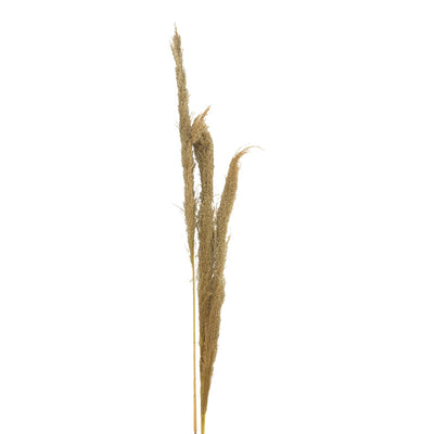 Set 3 Piese Frunze Deco Pampas, H140cm, Decor Interior Relaxant, Naturala, 14x5x140 cm, imagine suplimentara