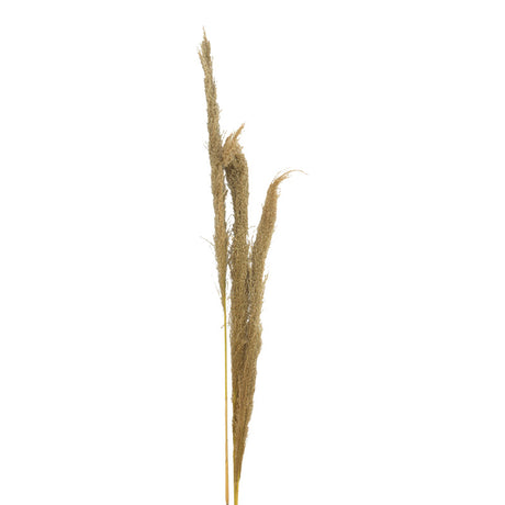 Set 3 Piese Frunze Deco Pampas, H140cm, Decor Interior Relaxant, Naturala, 14x5x140 cm